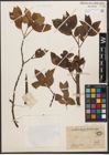 Foto von Salix wilsonii Seemen